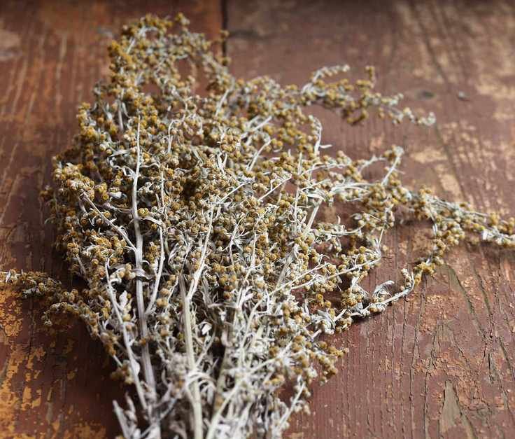 close up of dried Artemisia (Sweet Annie)