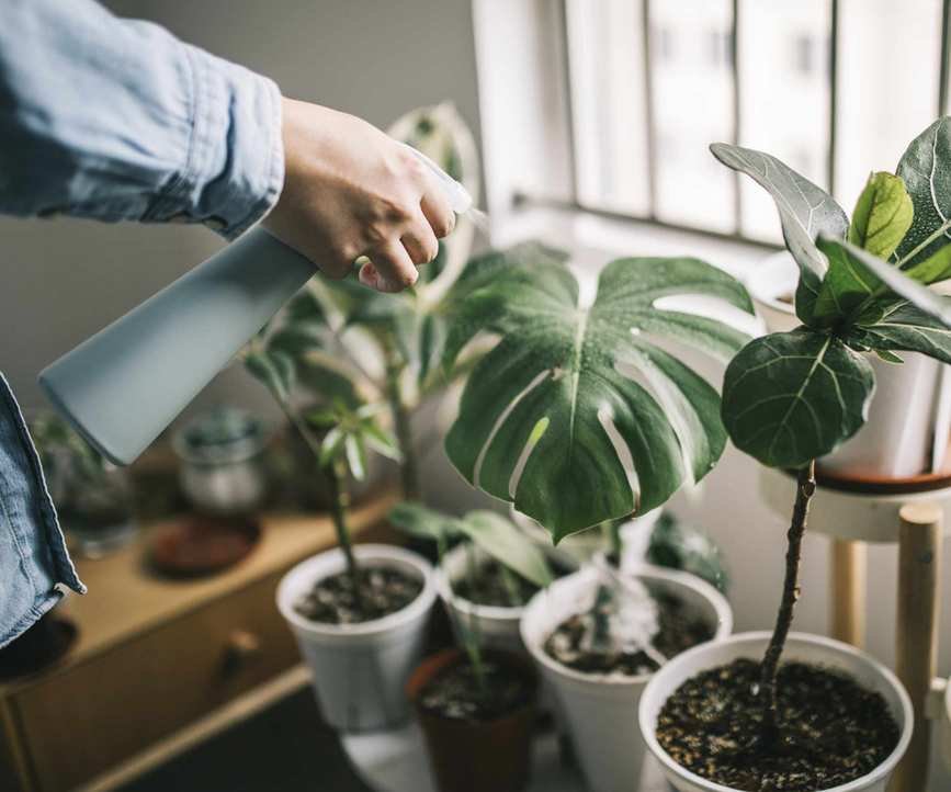 Cleaning a monstera plant