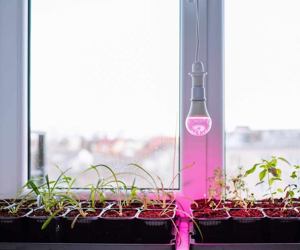 Seedlings under a grow lamp