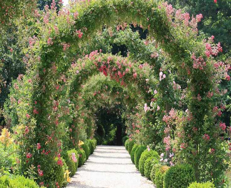 Top Climbing Roses – 12 Stunning Varieties for Your Garden