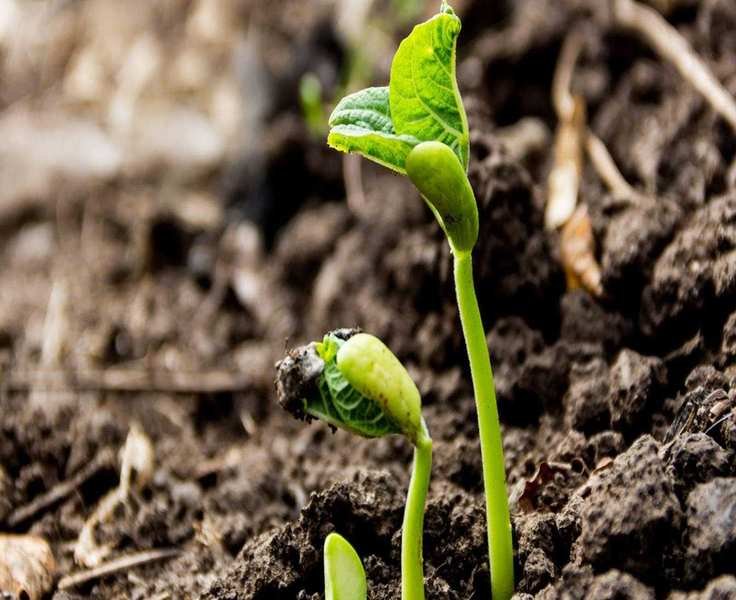 Understanding Seed Stratification: Essential Cold Treatments for Germination