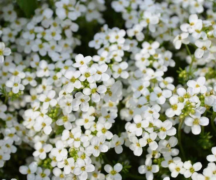 White sweet alyssum flowers