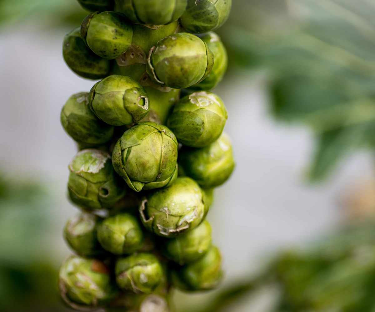 Brussels sprouts seedlings thriving indoors