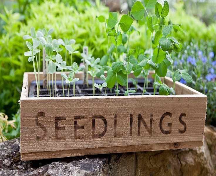 4 common issues with sweet pea seedlings and their easy fixes