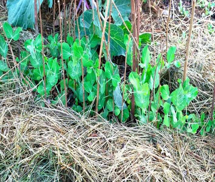 Expert Tips for Selecting the Best Organic Mulch for Your Vegetable Garden