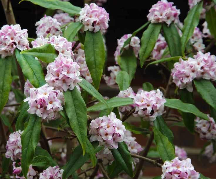 Daphne shrub in flower