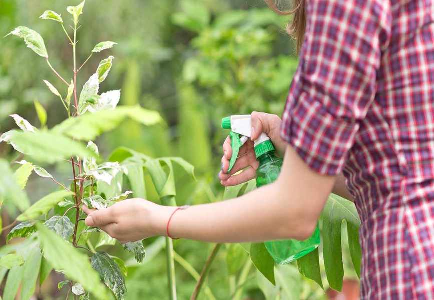 Neem Oil for Plants: An All-Natural Approach to Combat Pests