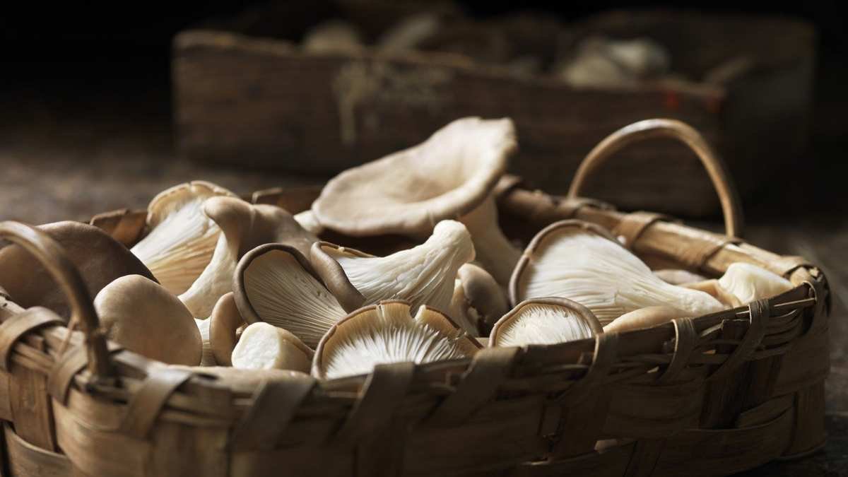 Growing Oyster Mushrooms at Home: 4 Simple Methods for Success