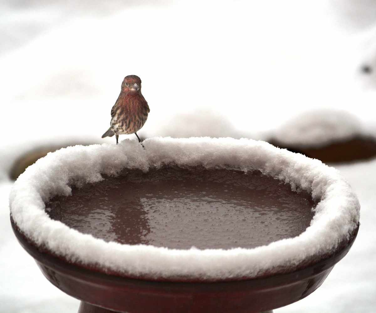 A house finch (Haemorhous Mexicanus) visits a backyard bird bath after a light snowfall