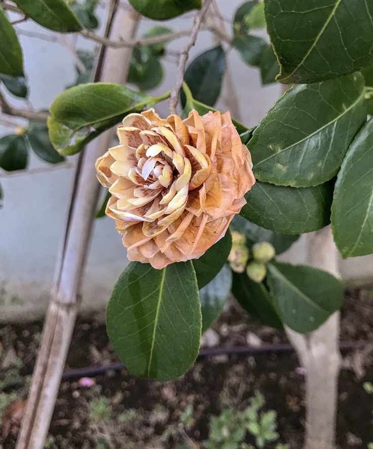 Deadhead camellia
