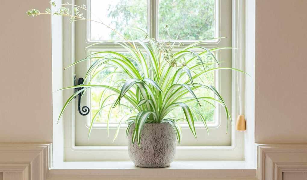 Understanding Why Your Spider Plant Leaves Are Turning Yellow