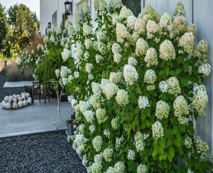 Top Shrubs for Shade: Color, Scent, and Texture in Your Garden