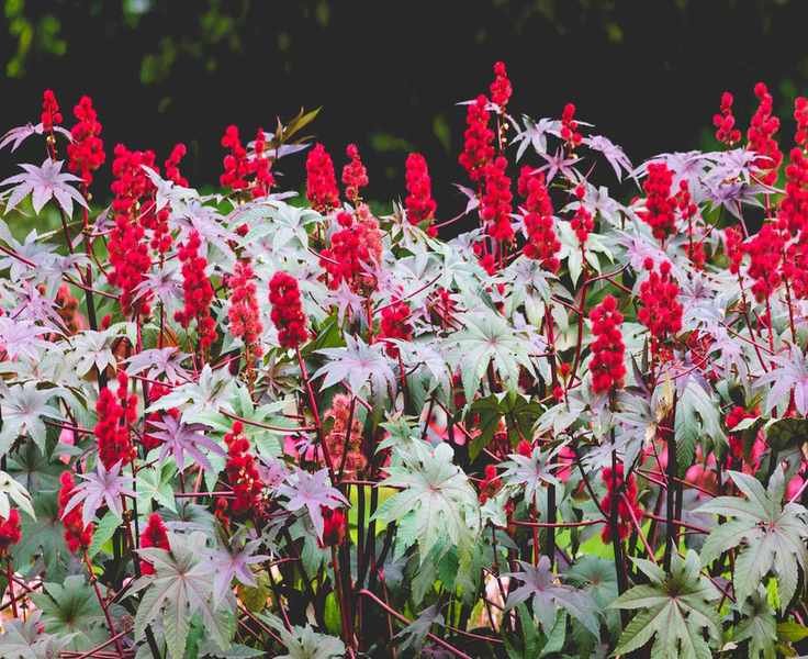 10 Toxic Plants to Keep Away from Your Cats for Their Safety