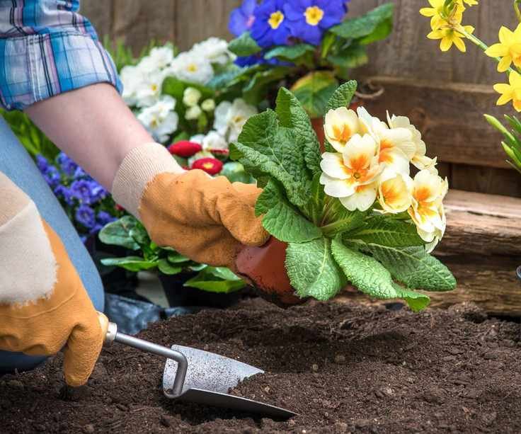 Planting primroses