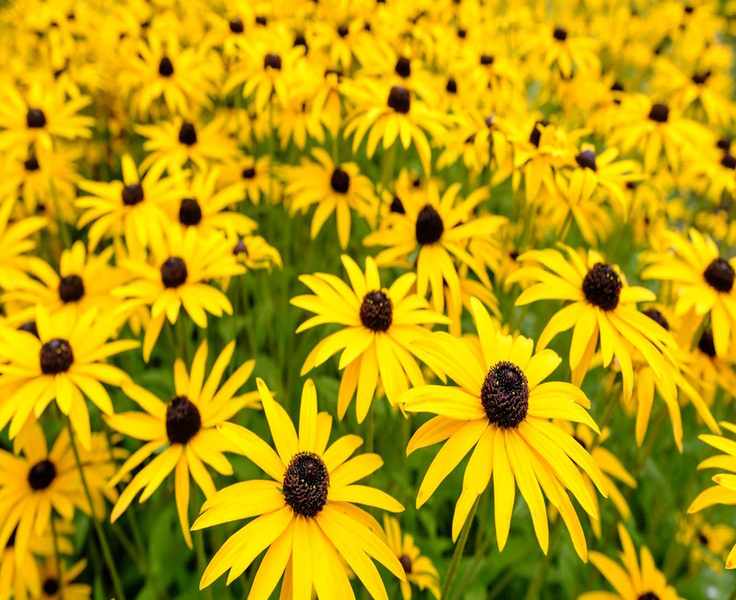 Planting Black-Eyed Susan Seeds: Tips from Expert Growers