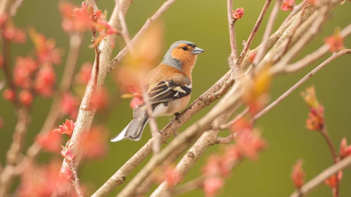Essential Tips for Supporting Birds During Breeding Season