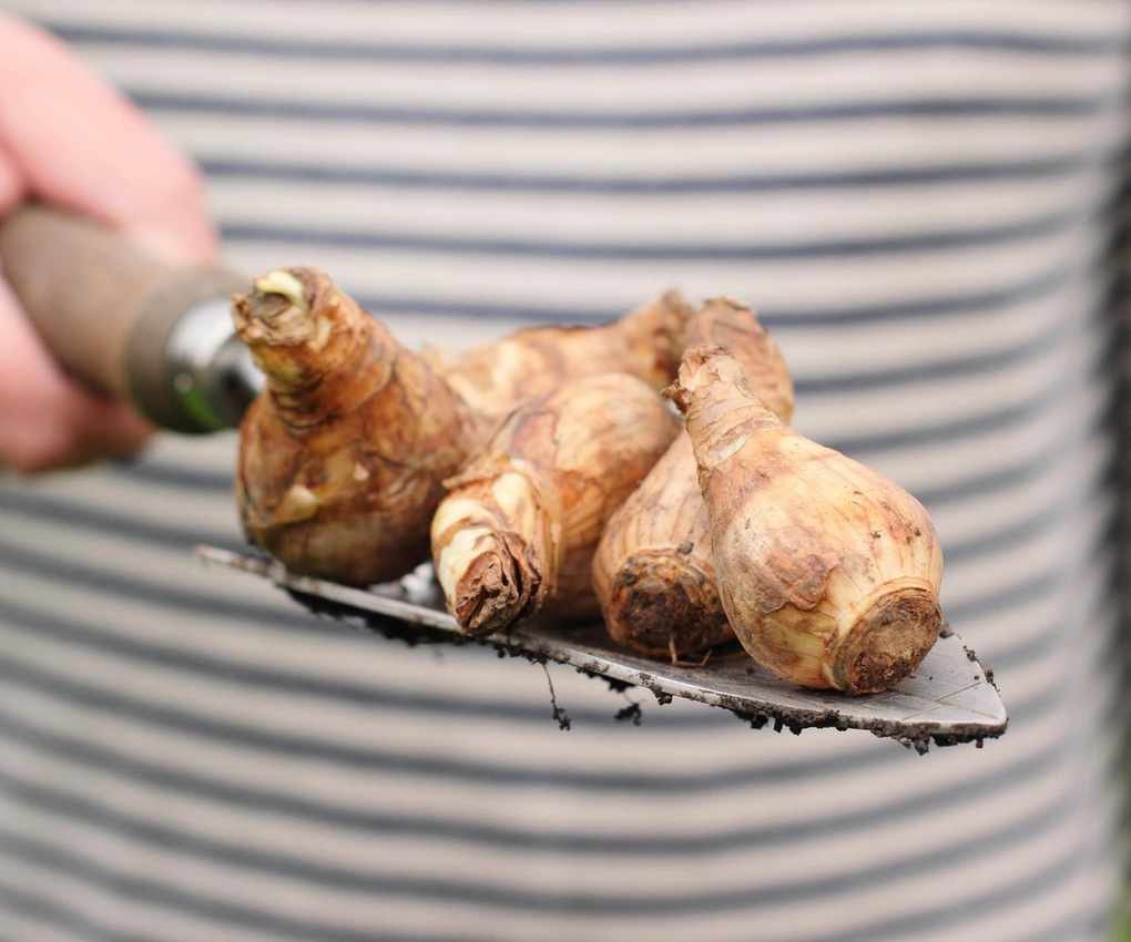Daffodil bulbs ready for planting