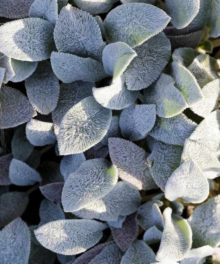Sensory garden ideas using Stachys byzantine.