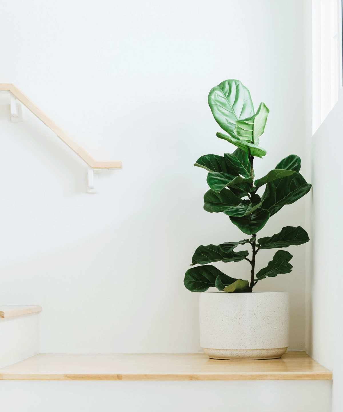 fiddle leaf fig plant
