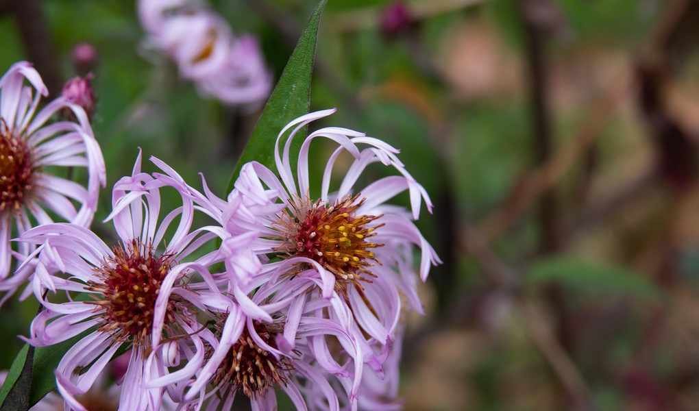 Growing Climbing Asters: A Beautiful Native Vining Flower