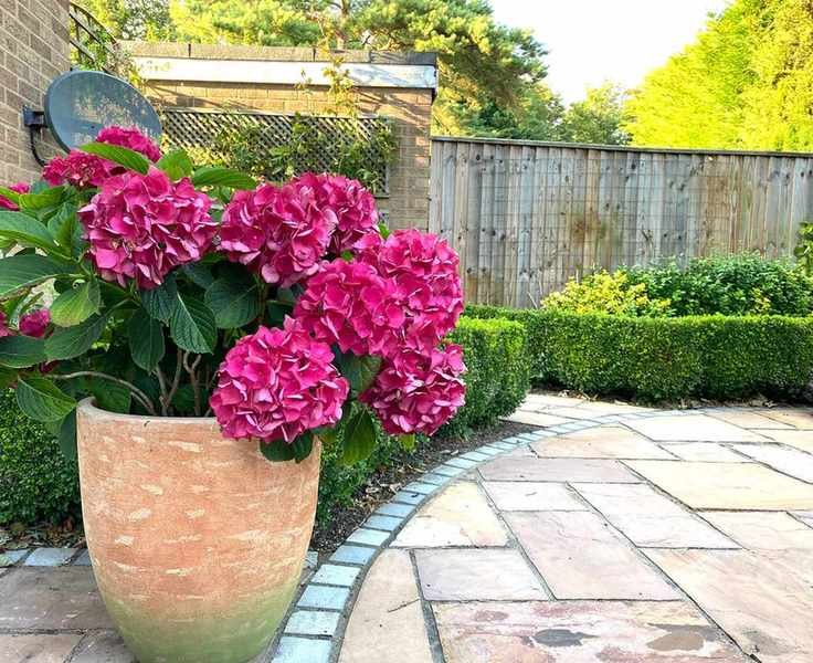 pot with bright pink hydrangeas on patio
