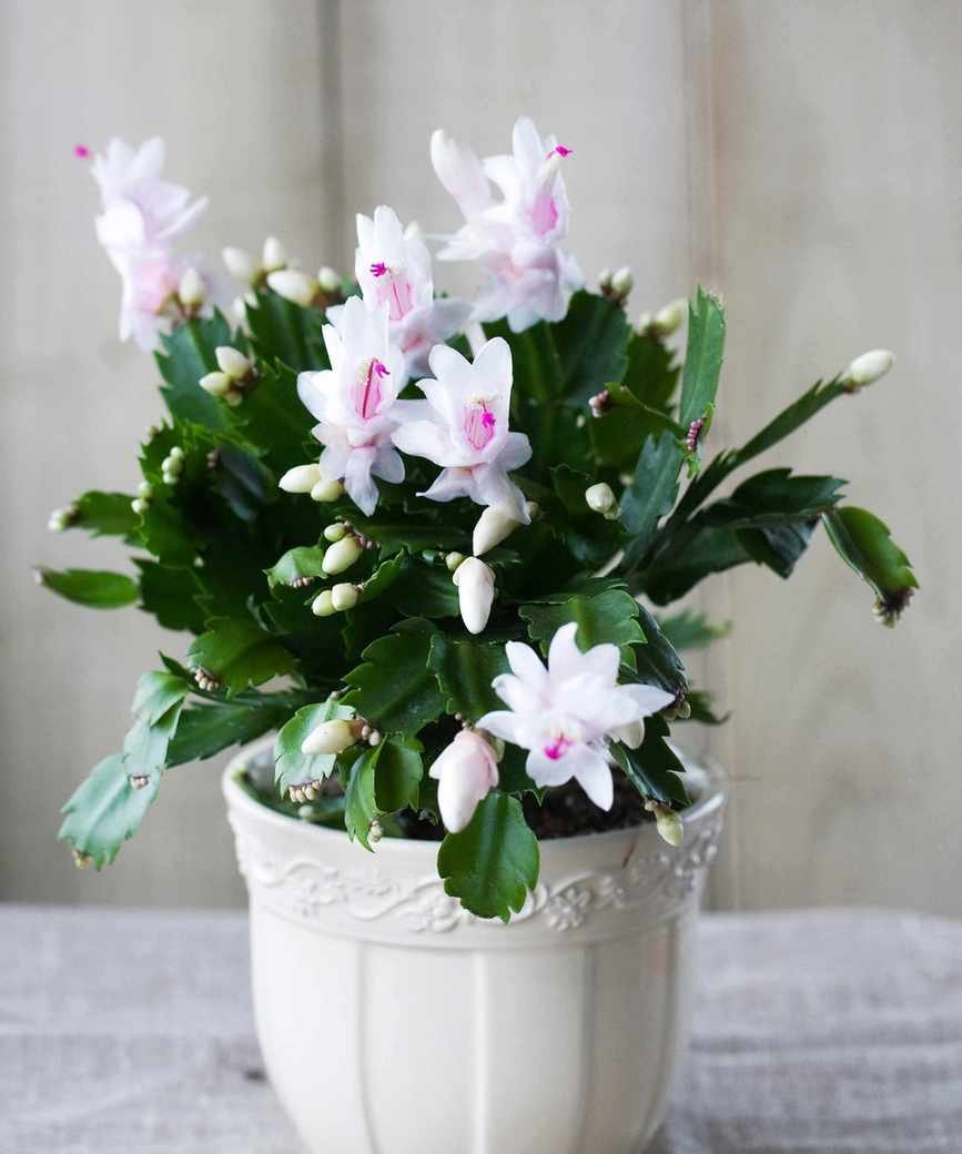 white Thanksgiving cactus in pot
