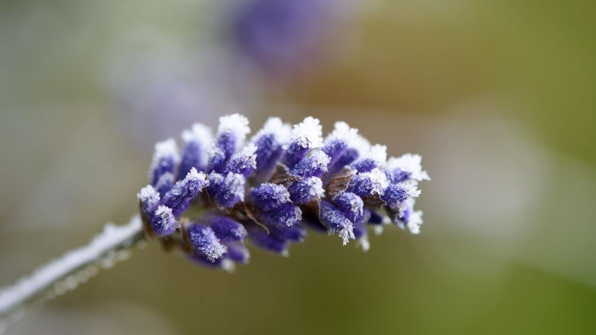 Winterizing Lavender: Essential Tips for Healthy Plants