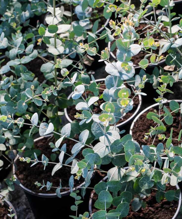 Young Eucalyptus gunnii plants in pots