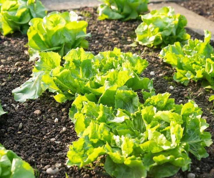 growing lettuces in garden
