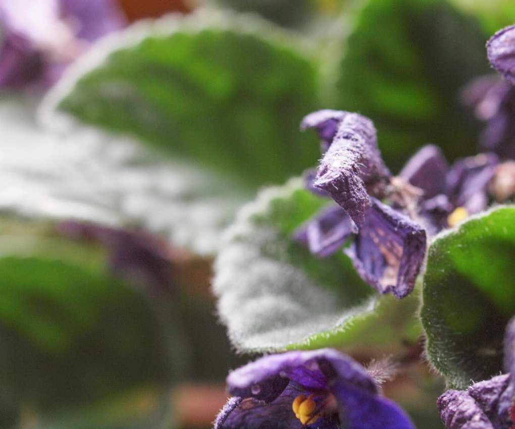 Wilting African violet
