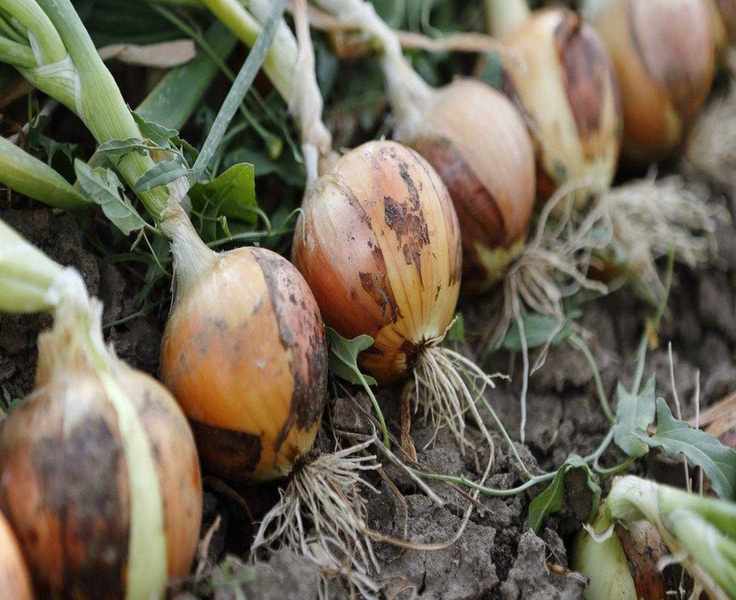 Discover 7 Fantastic Onion Varieties for Your Vegetable Garden