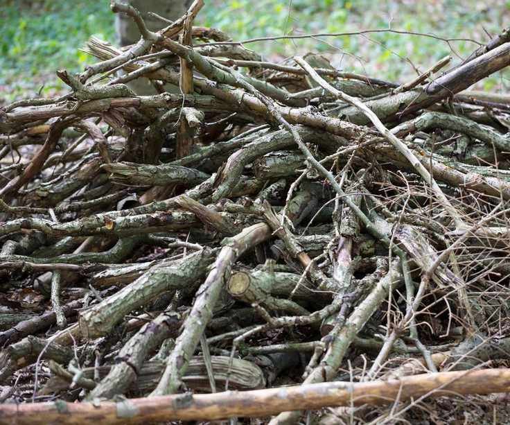 Deadwood pile