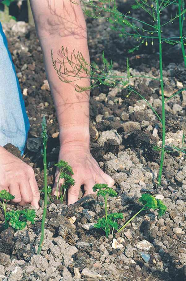 planting asparagus with parsley