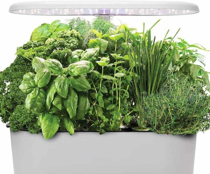 hydroponic herb garden