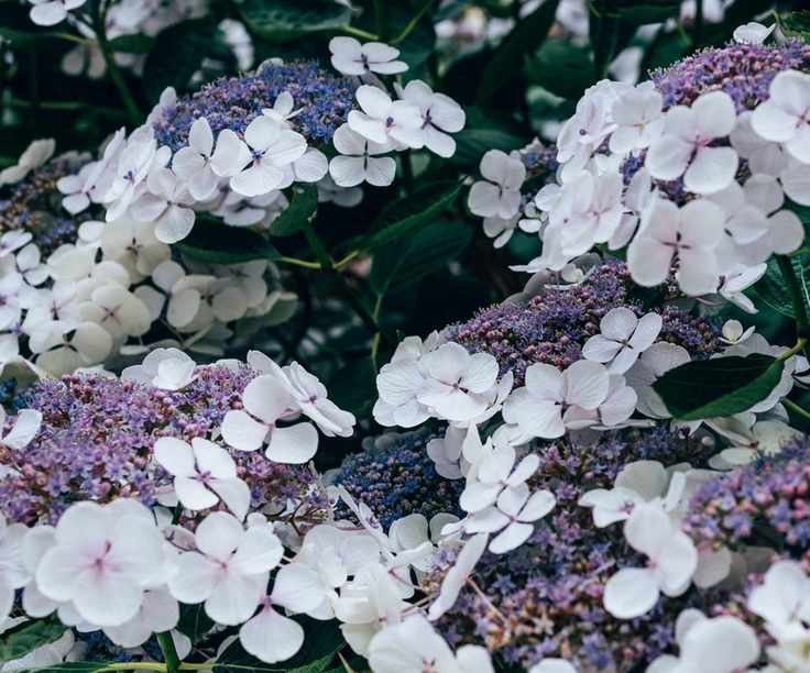 Lace-cap hydrangeas in bloom with white flowers