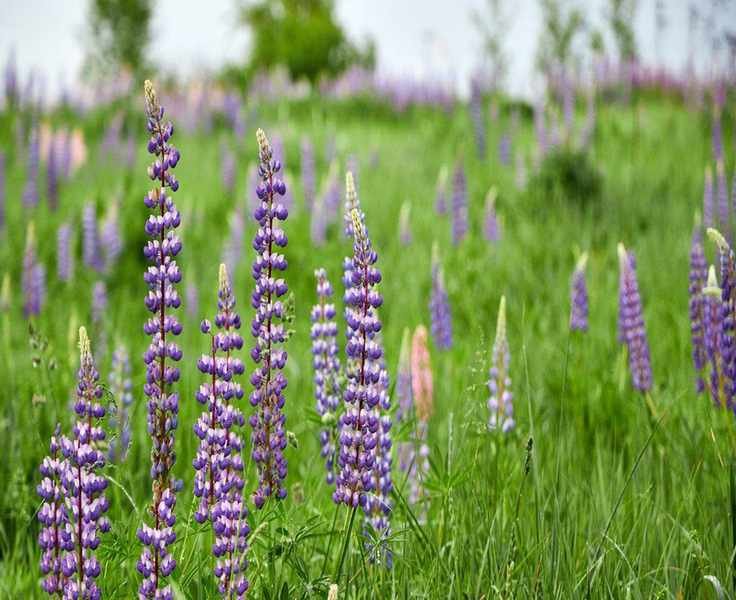 Growing Lupine: A Colorful Addition to Your Garden