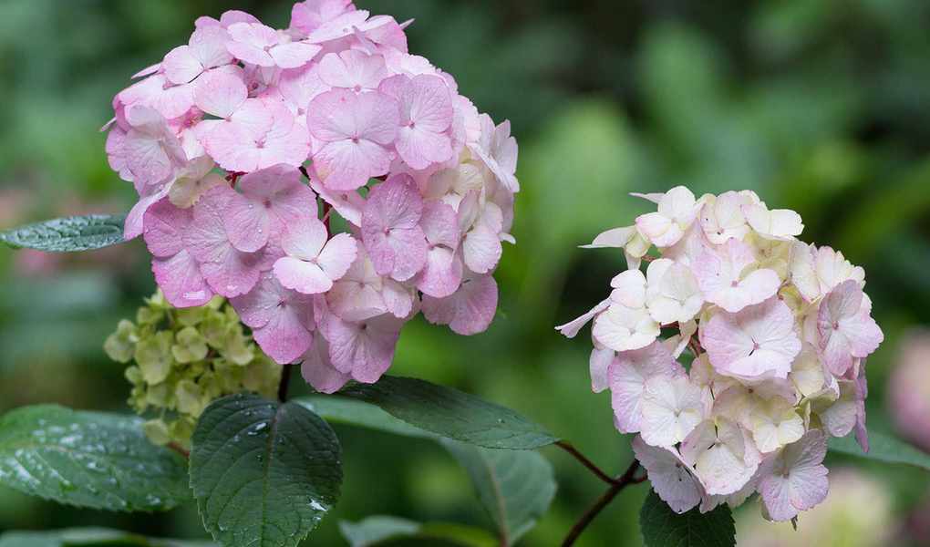 Mastering the Art of Deadheading Hydrangeas for Vibrant Blooms