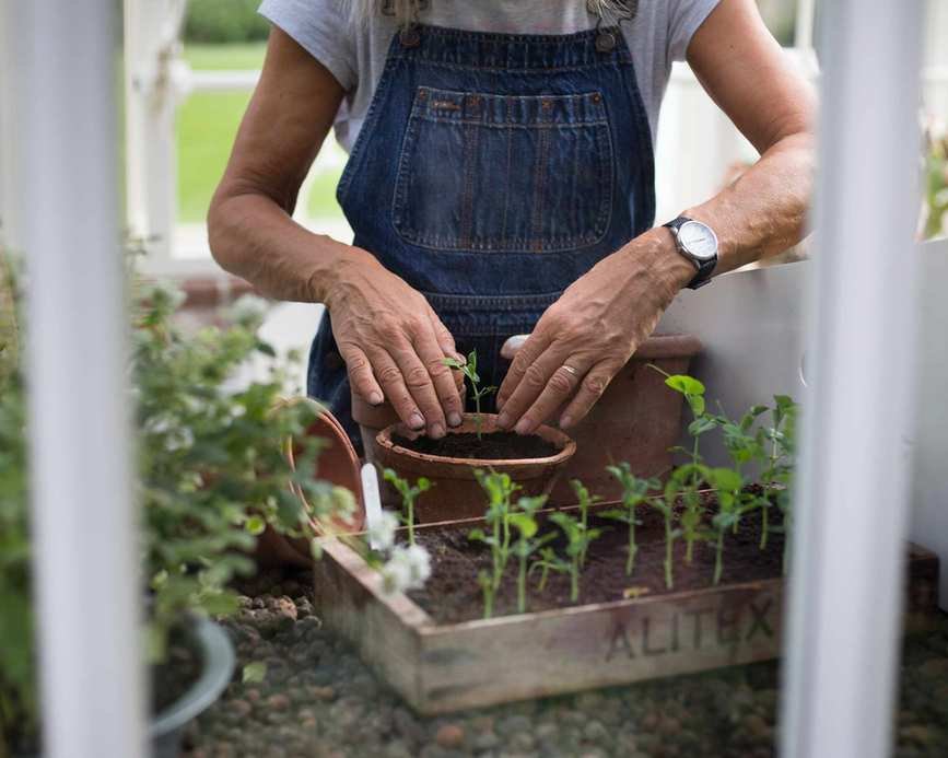 planting seedlings in a greenhouse