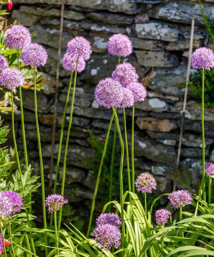 Rock garden ideas