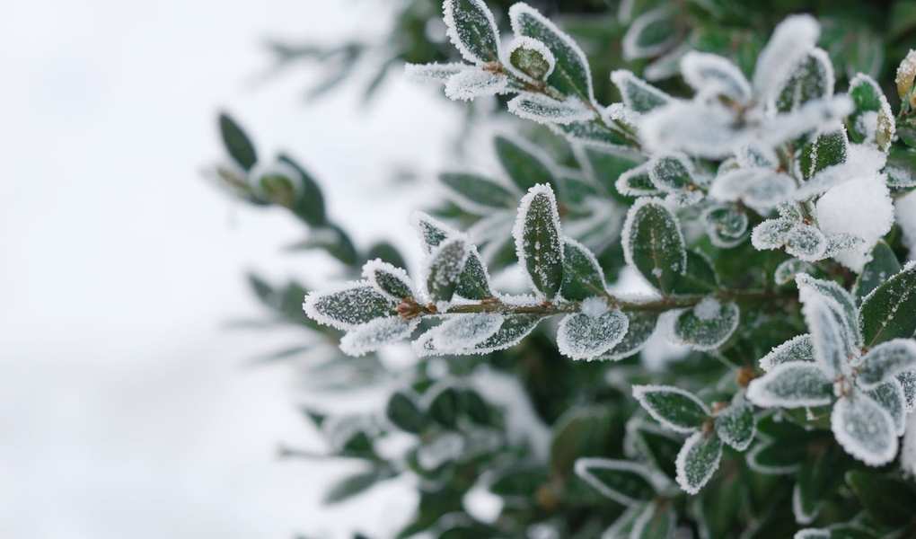 Protecting Plants from Frost: 12 Essential Strategies for Winter Care