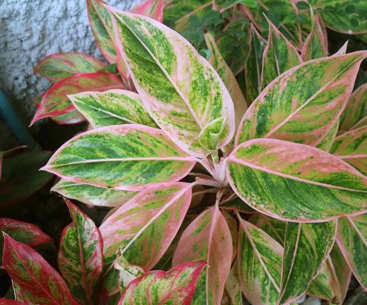 Green and pink foliage of Aglaonema, Chinese evergreen plant