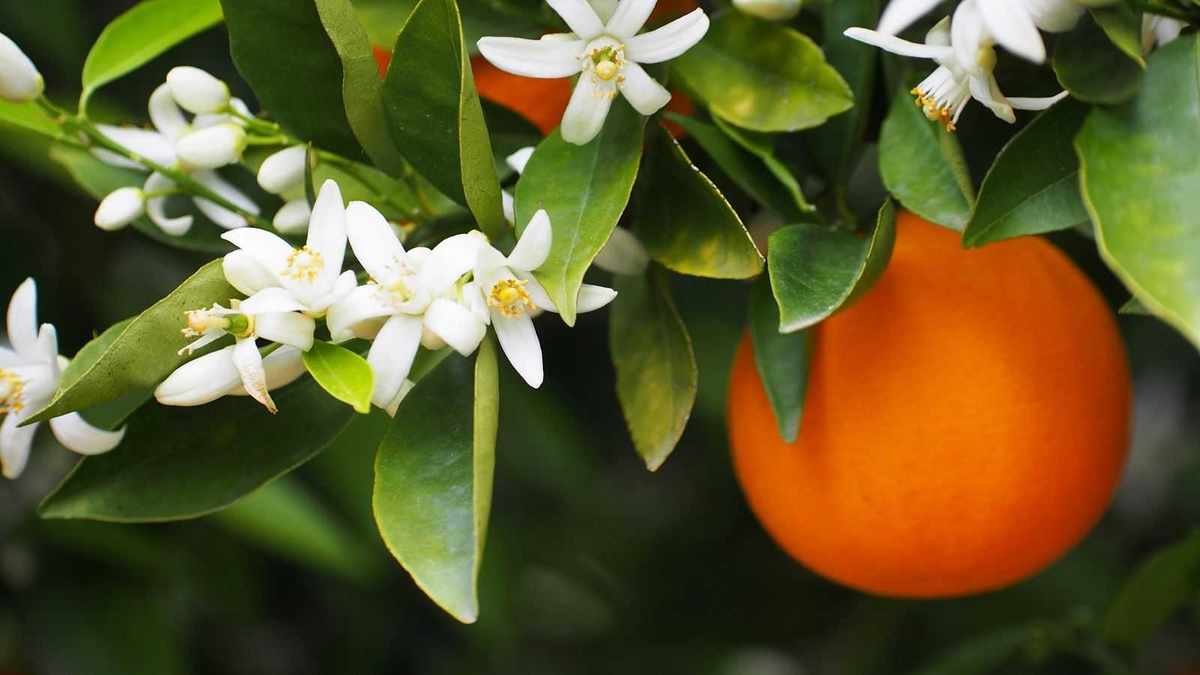 Essential Care Tips for Your Orange Tree This April