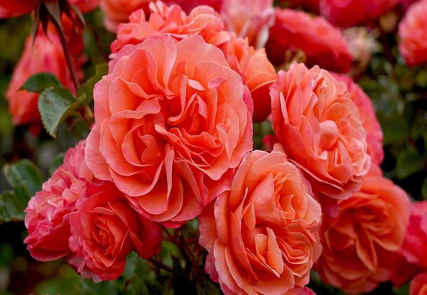 Avoid These Common Rose Pruning Mistakes for Healthy Blooms