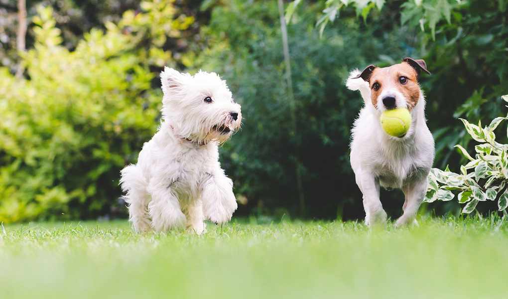 7 Tips for Growing Grass with Dogs: Protect Your Lawn from Damage