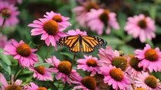 A golden-winged butterfly is visiting the pinkish-purple blooms of a purple coneflower plant