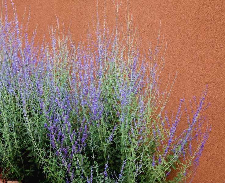 Essential Tips for Thriving Russian Sage in Container Gardens