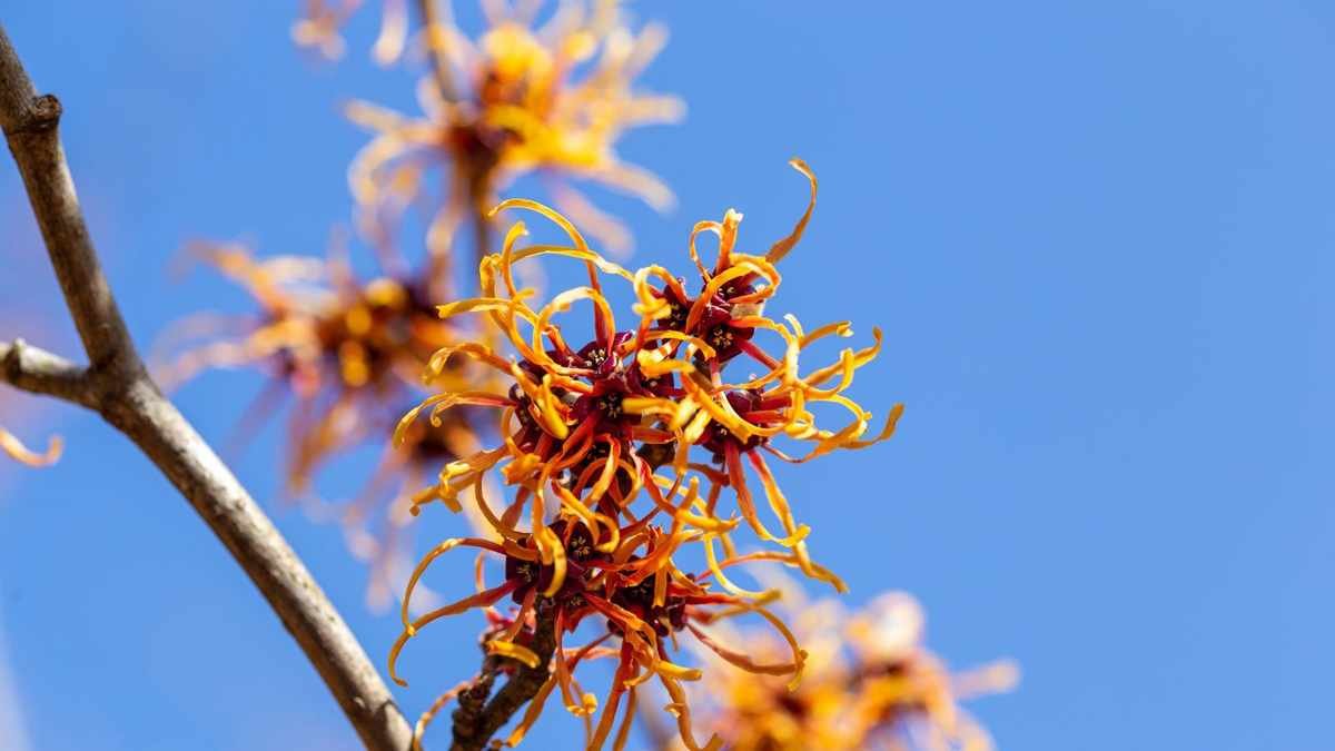 Top Witch Hazel Varieties for a Vibrant Winter Garden