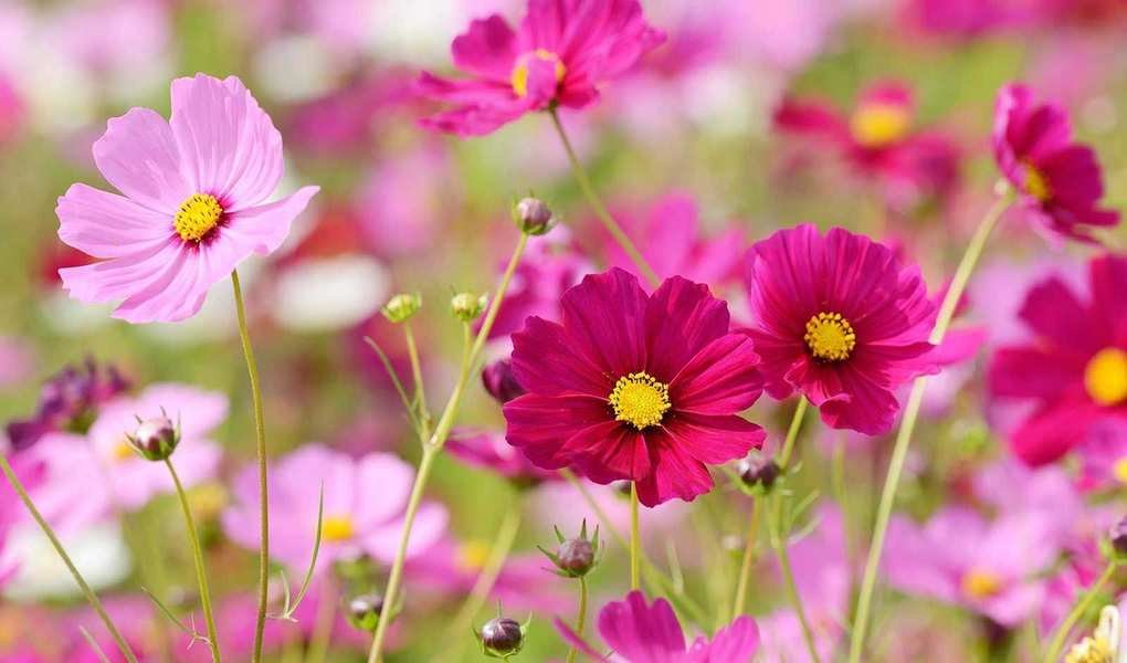 Best Timing for Planting Cosmos Seeds: Expert Insights