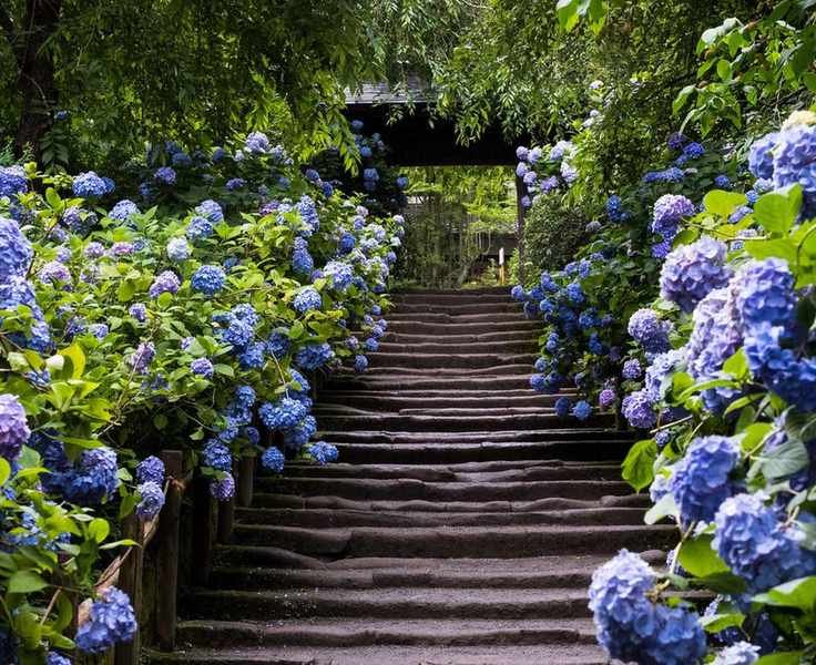 stone steps lined with hydrangeas