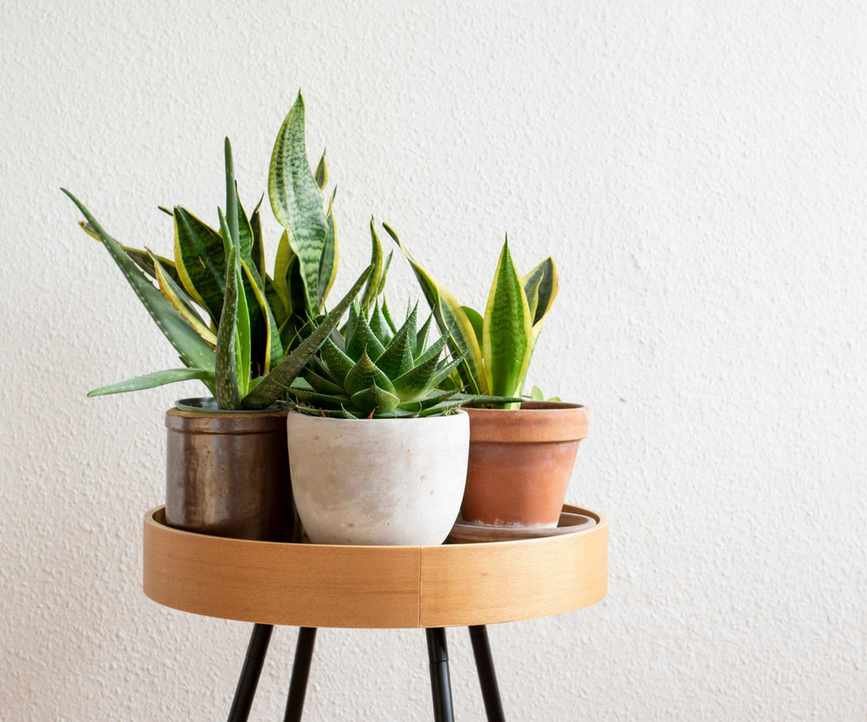 Collection of houseplants